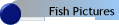 Fish Pictures